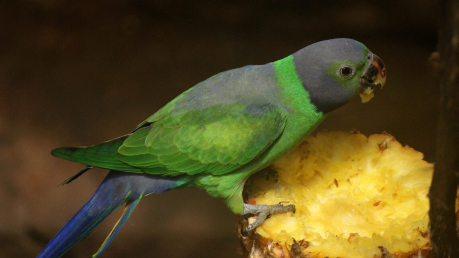 Layard’s Parakeet