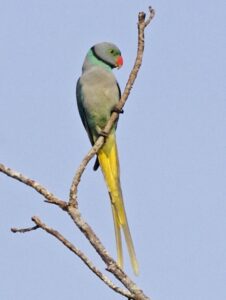 Blue-winged Parakeet
