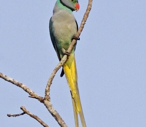 Blue-winged Parakeet
