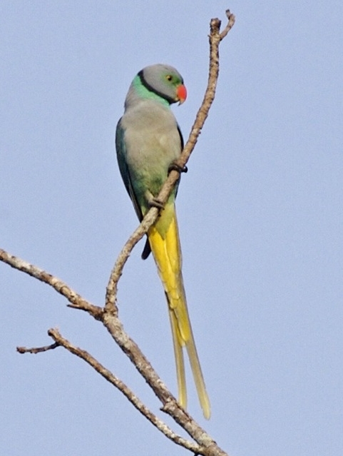 Blue-winged Parakeet