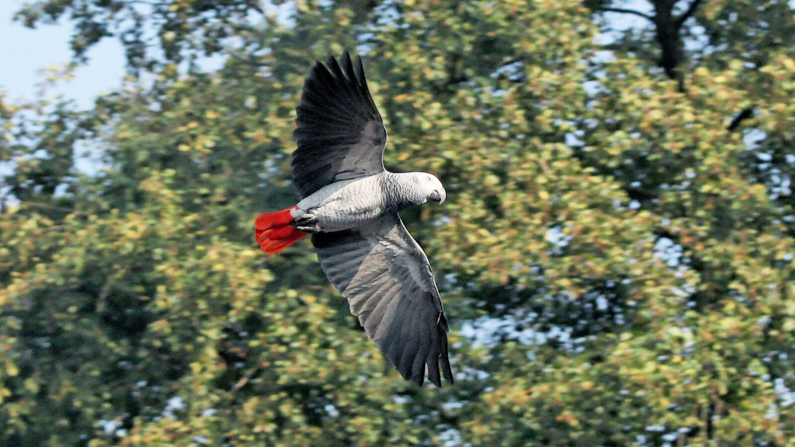 Grey Parrot