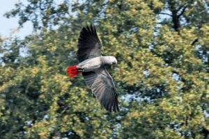 Grey Parrot
