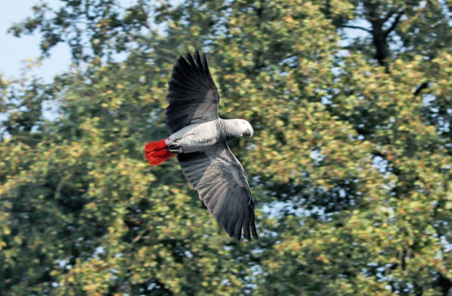 Grey Parrot