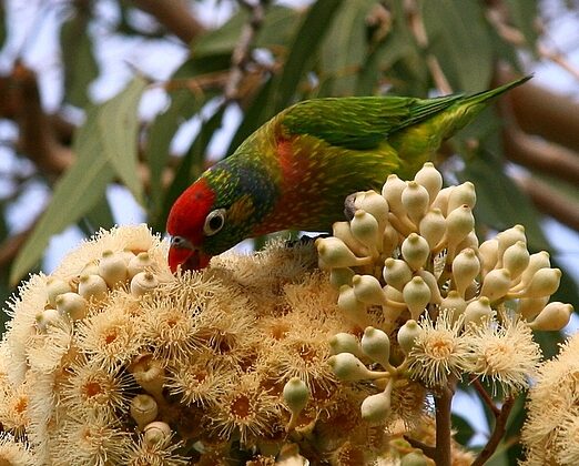 Varied Lorikeet