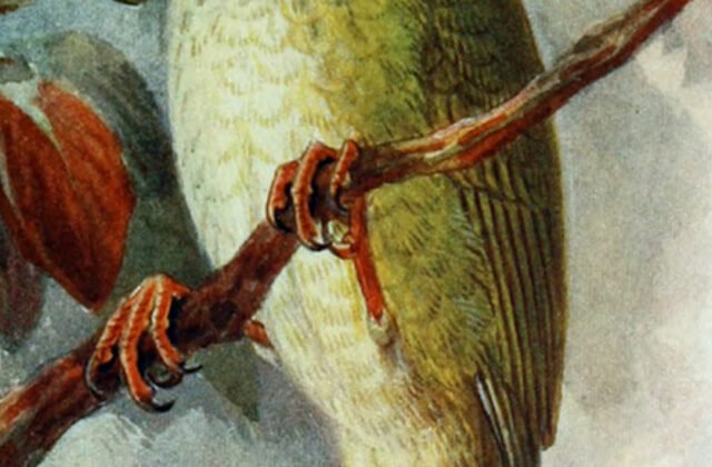 Ou