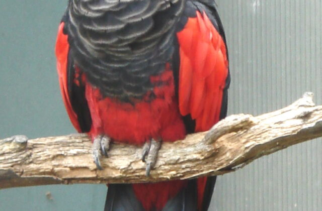 Pesquet’s Parrot