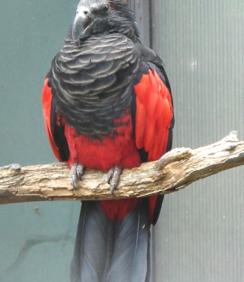 Pesquet’s Parrot