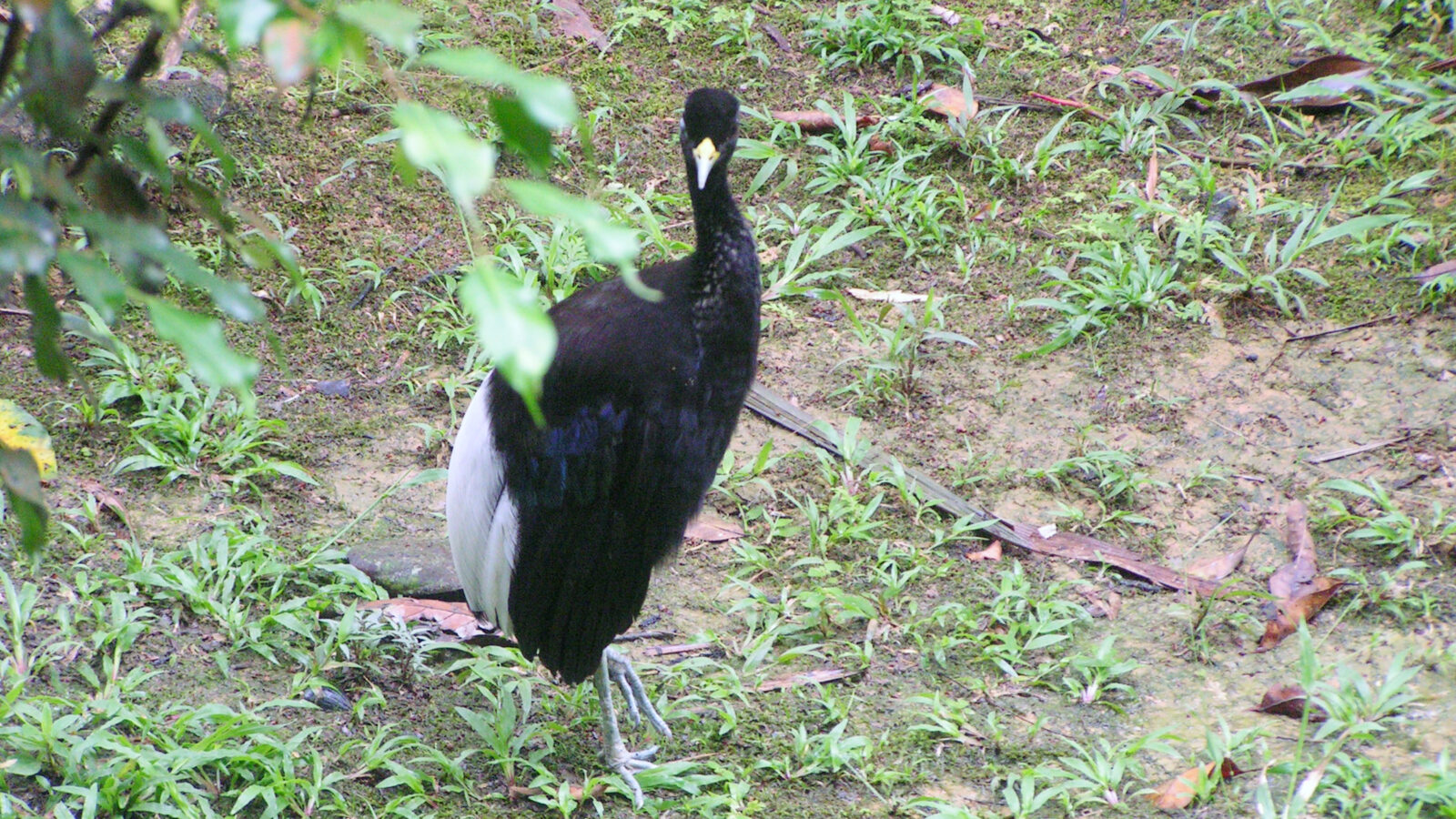 Pale-winged Trumpeter