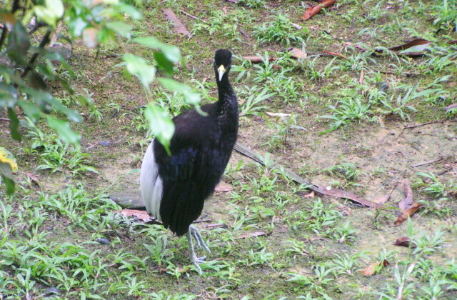 Pale-winged Trumpeter