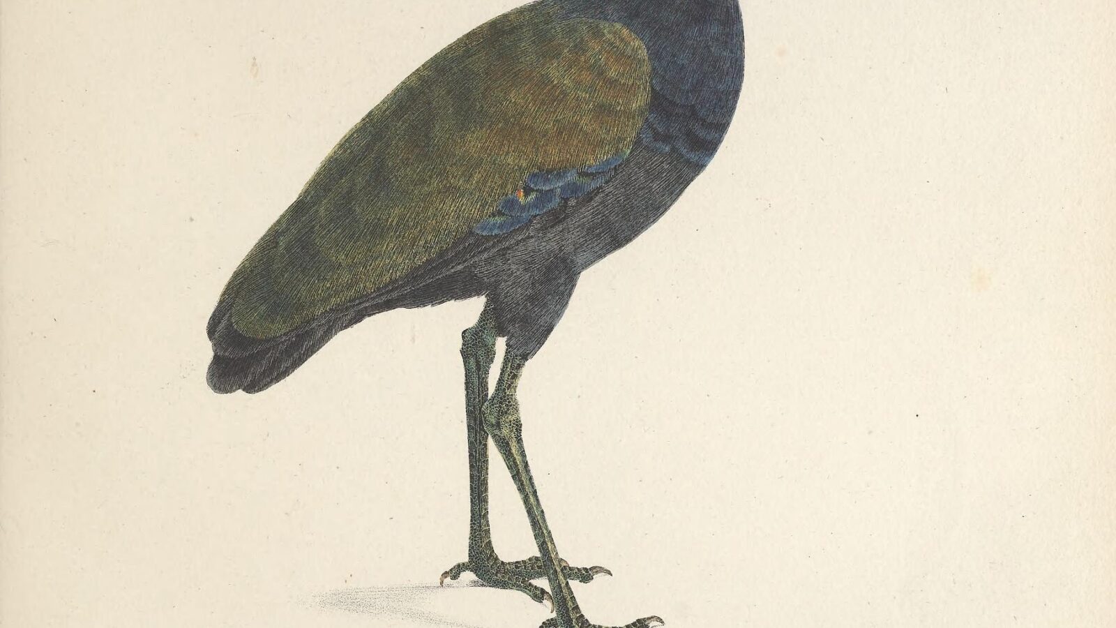Dark-winged Trumpeter