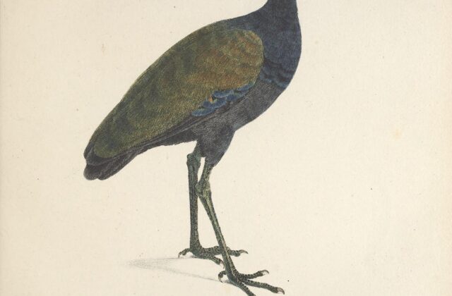 Dark-winged Trumpeter