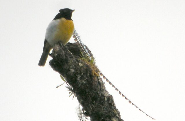 King of Saxony Bird-of-paradise