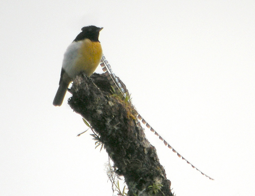 King of Saxony Bird-of-paradise