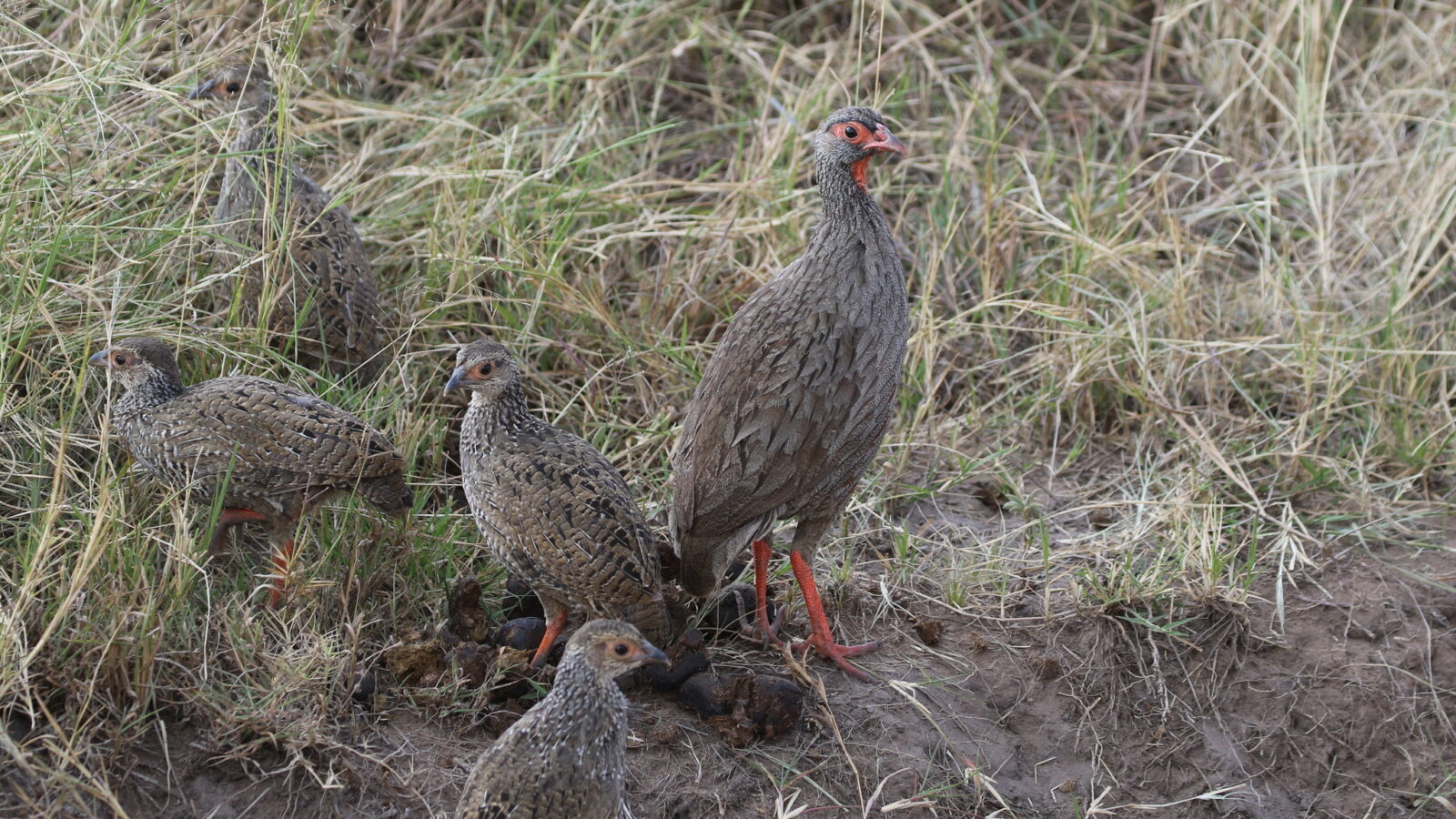 Red-necked Spurfowl