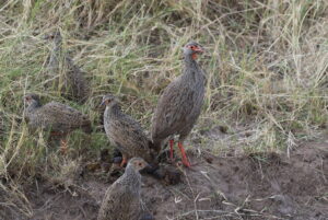 Red-necked Spurfowl