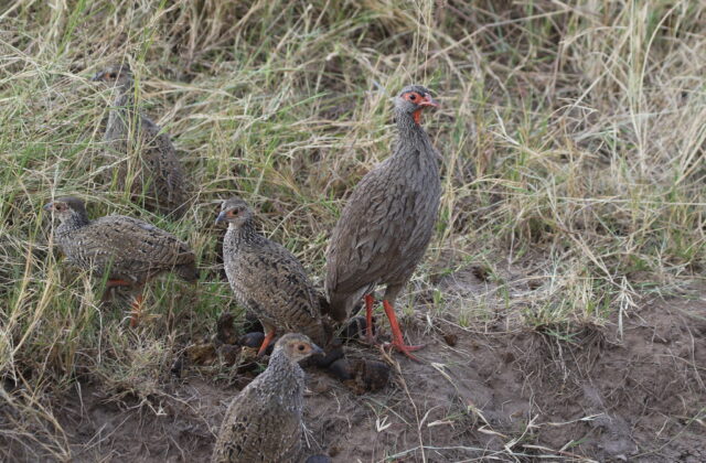 Red-necked Spurfowl