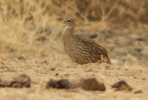 Double-spurred Spurfowl