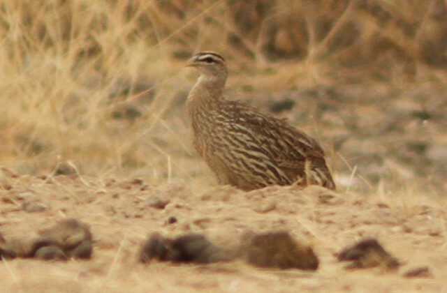 Double-spurred Spurfowl