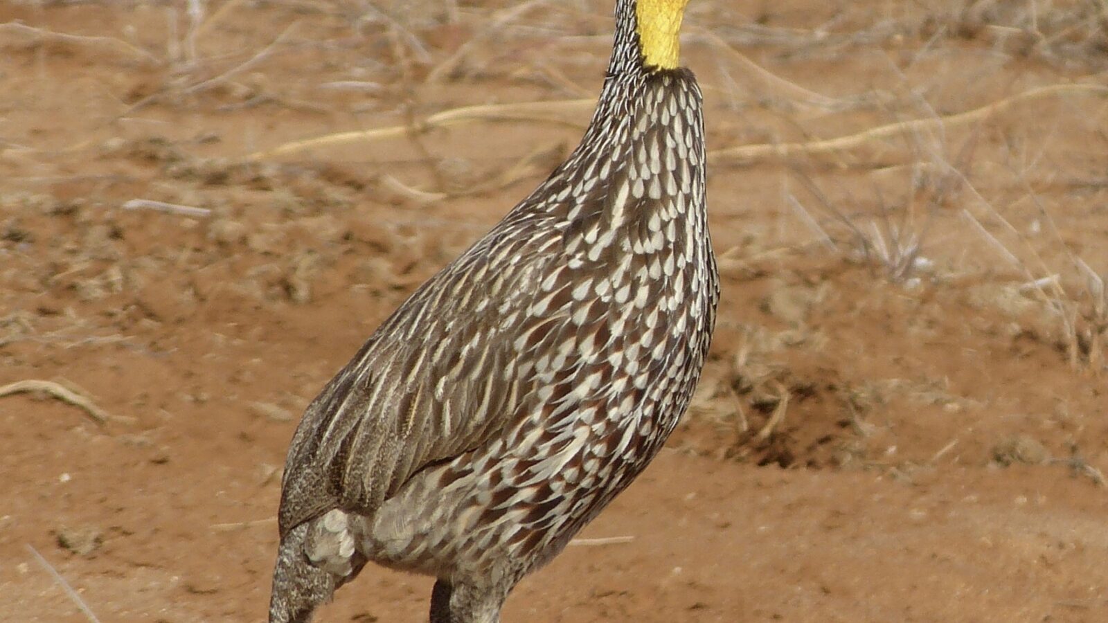 Yellow-necked Spurfowl