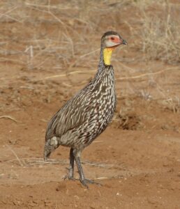 Yellow-necked Spurfowl