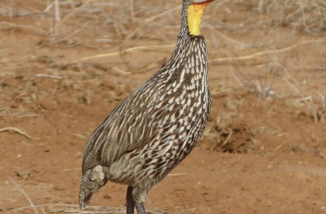 Yellow-necked Spurfowl
