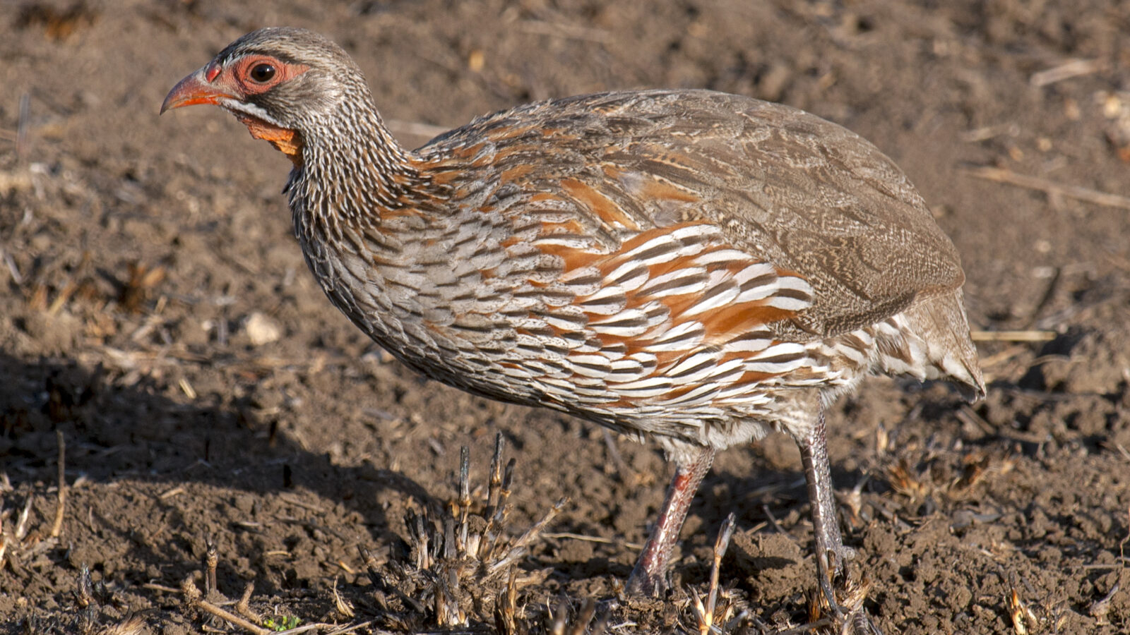 Grey-breasted Spurfowl