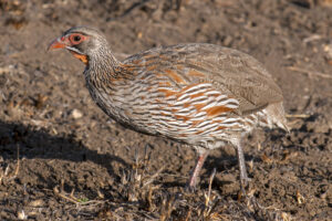 Grey-breasted Spurfowl