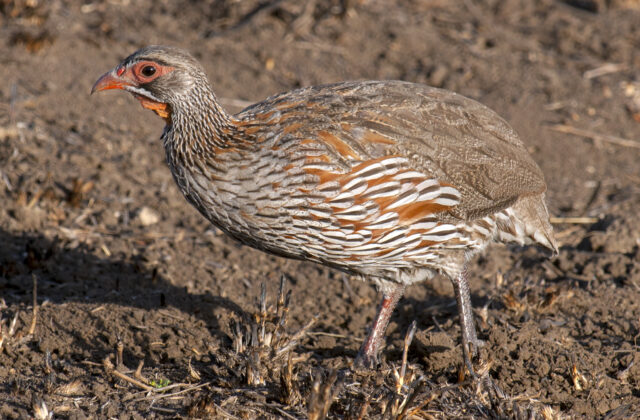 Grey-breasted Spurfowl
