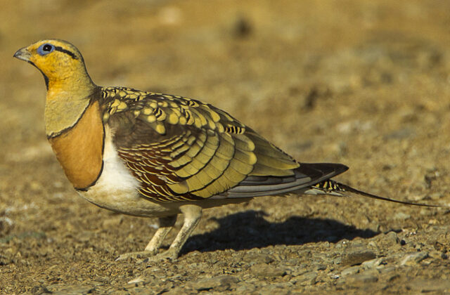 Pin-tailed Sandgrouse