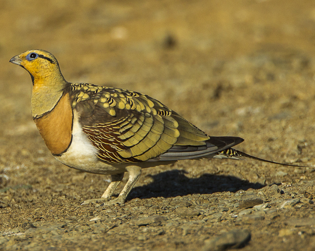 Pin-tailed Sandgrouse