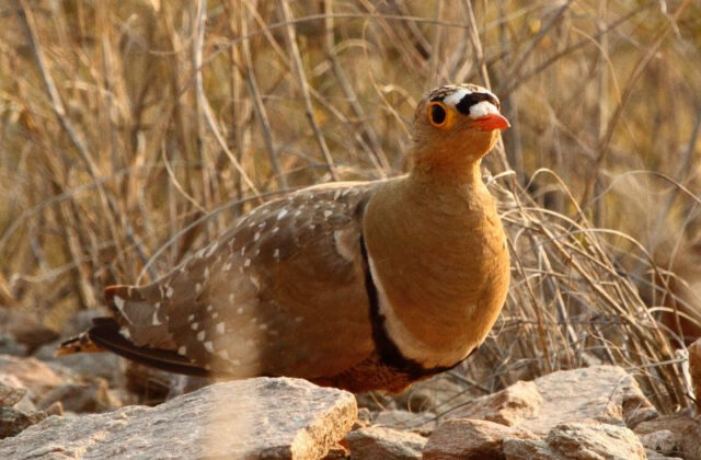Double-banded Sandgrouse