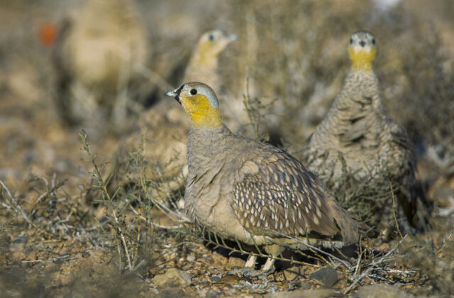 Crowned Sandgrouse