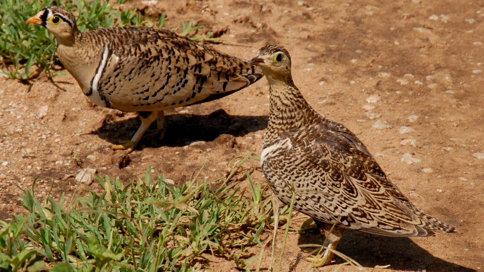 Black-faced Sandgrouse