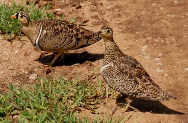 Black-faced Sandgrouse