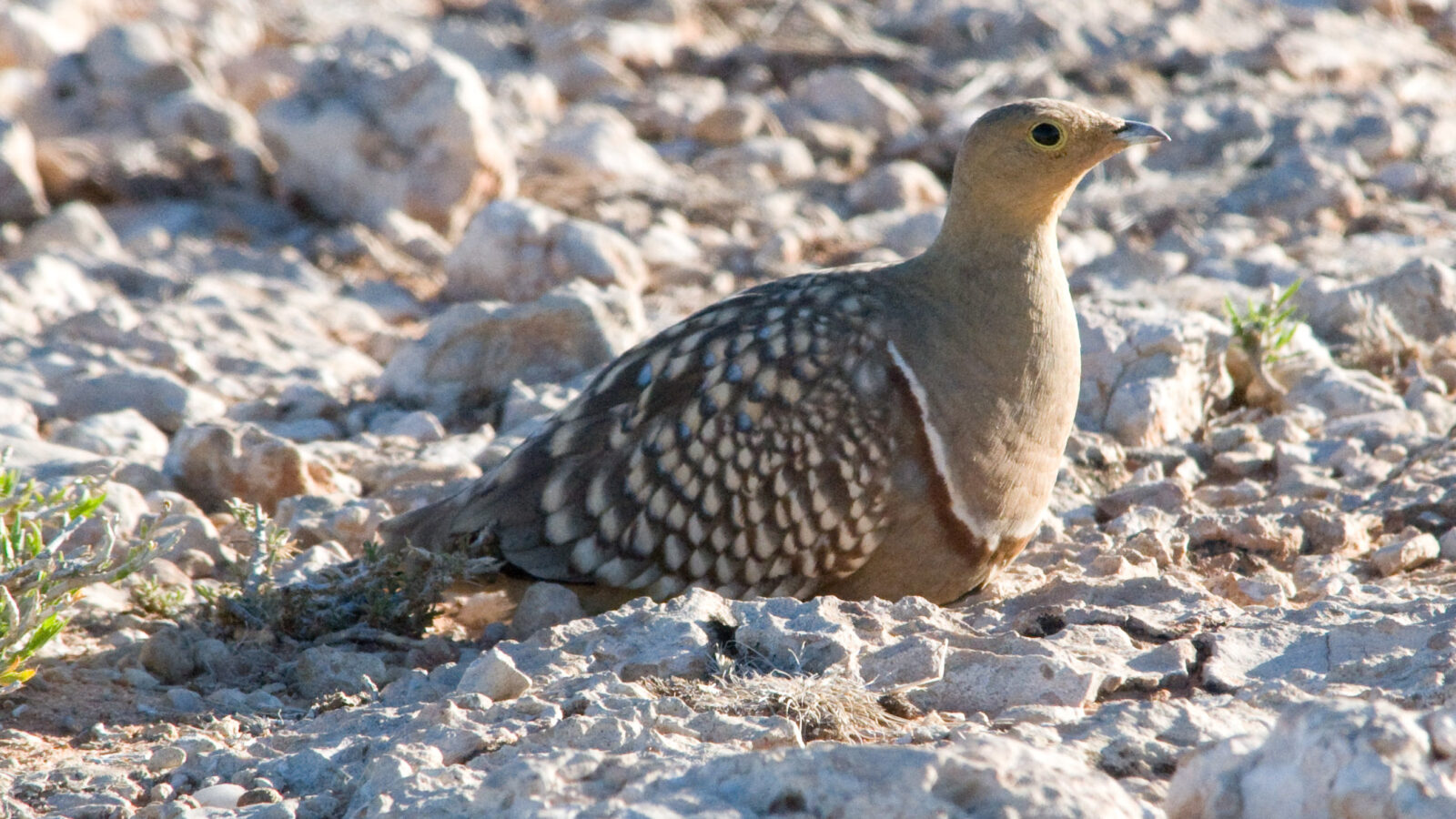 Namaqua Sandgrouse