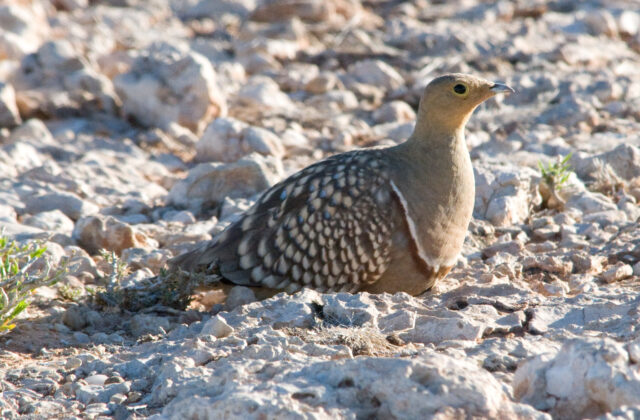 Namaqua Sandgrouse