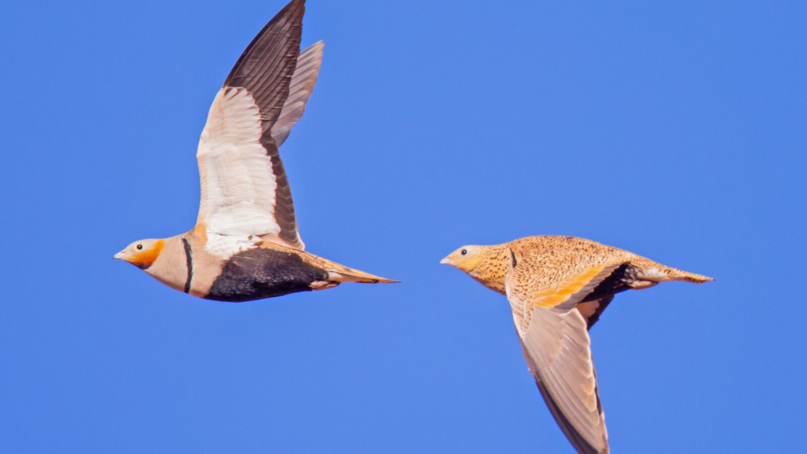 Black-bellied Sandgrouse