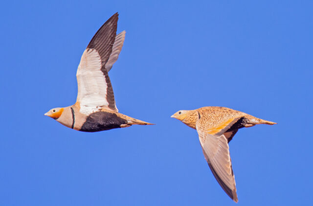 Black-bellied Sandgrouse