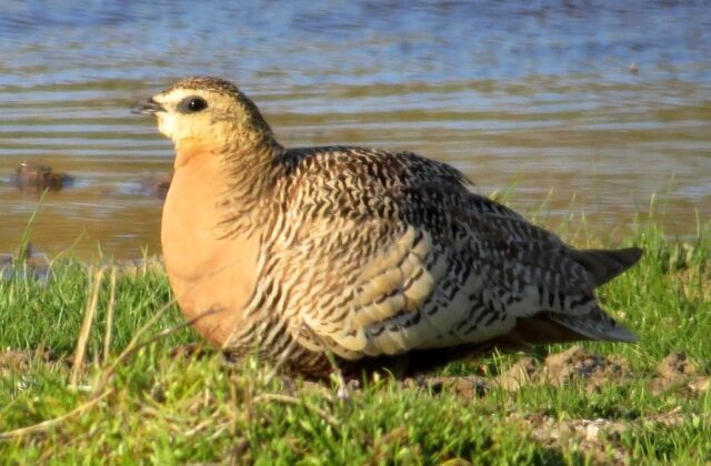 Madagascar Sandgrouse