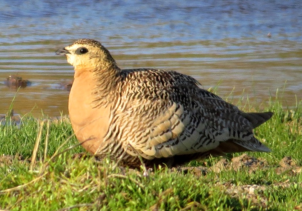 Madagascar Sandgrouse