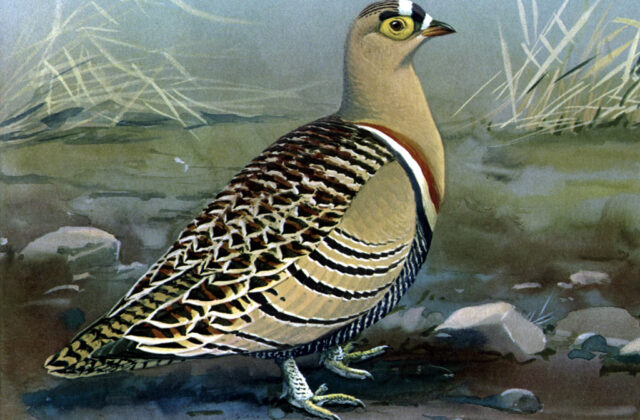 Four-banded Sandgrouse