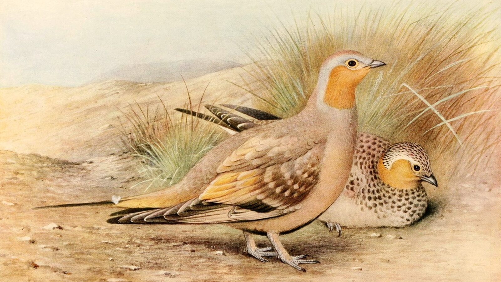 Spotted Sandgrouse