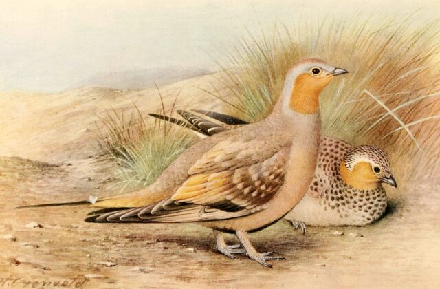 Spotted Sandgrouse