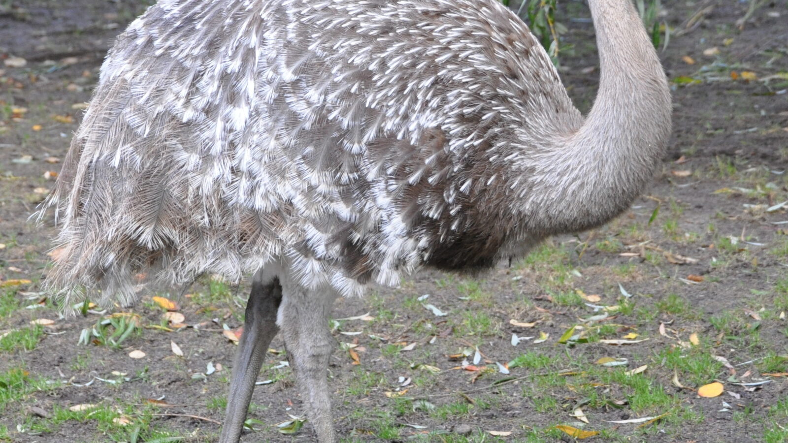 Lesser Rhea