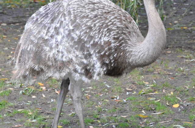 Lesser Rhea