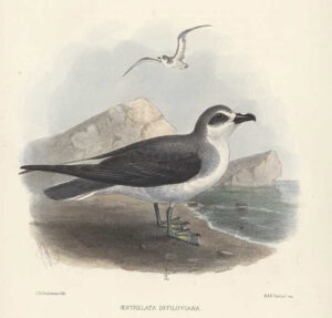 Masatierra Petrel