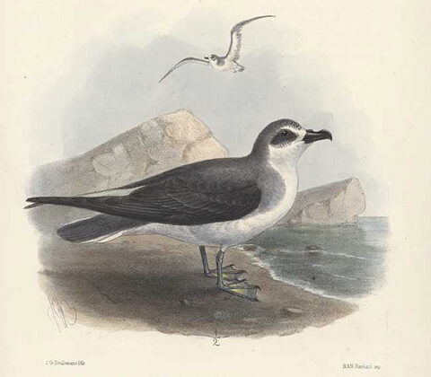 Masatierra Petrel