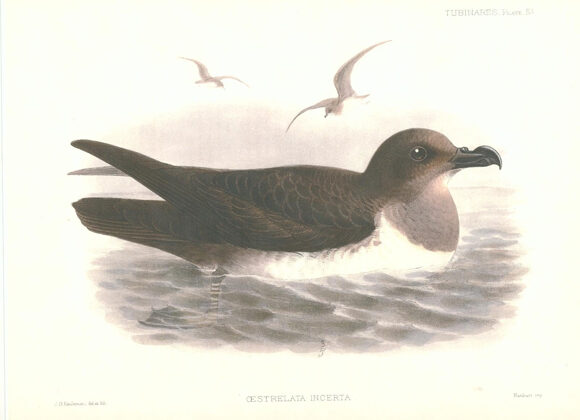 Atlantic Petrel