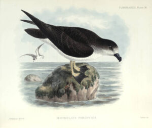 Galapagos Petrel