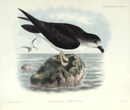 Galapagos Petrel